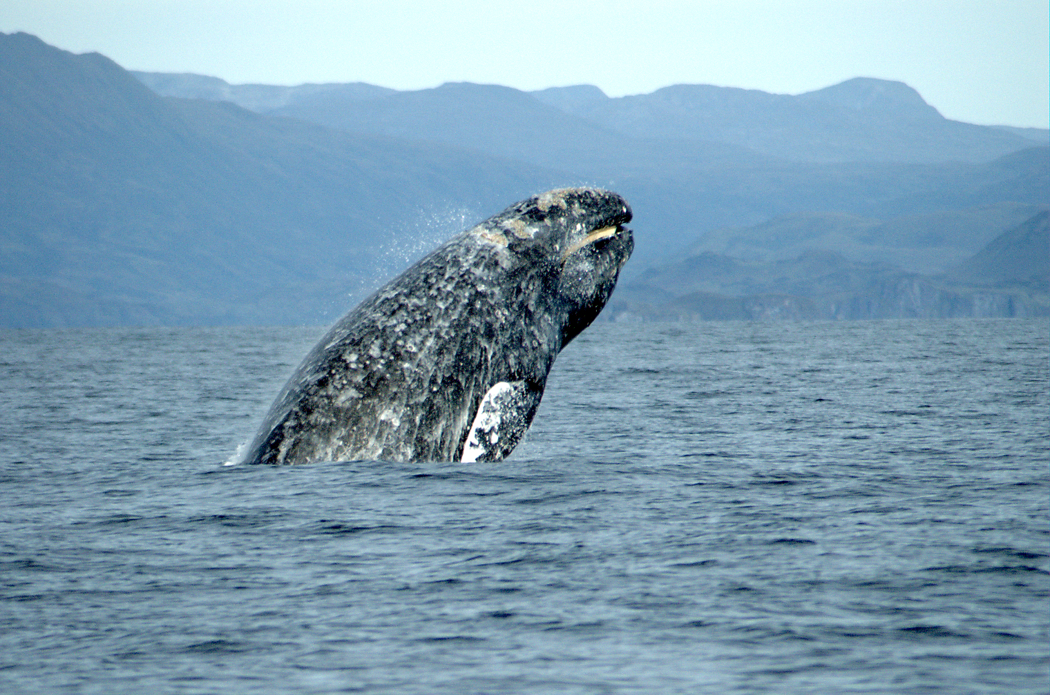 Pacific Gray Whale: Eschrichtius robustus breaching off coastal waters. Photo by Merrill Gosho / NOAA Fisheries (Public Domain)