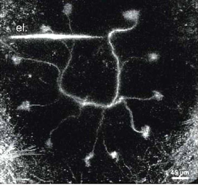 Locust Projection Neuron: In vivo two-photon microscopy image of an OGB-1 filled projection neuron in the locust antennal lobe. Photo by Laurent Moreaux & Gilles Laurent / Frontiers in Neural Circuits (CC BY)