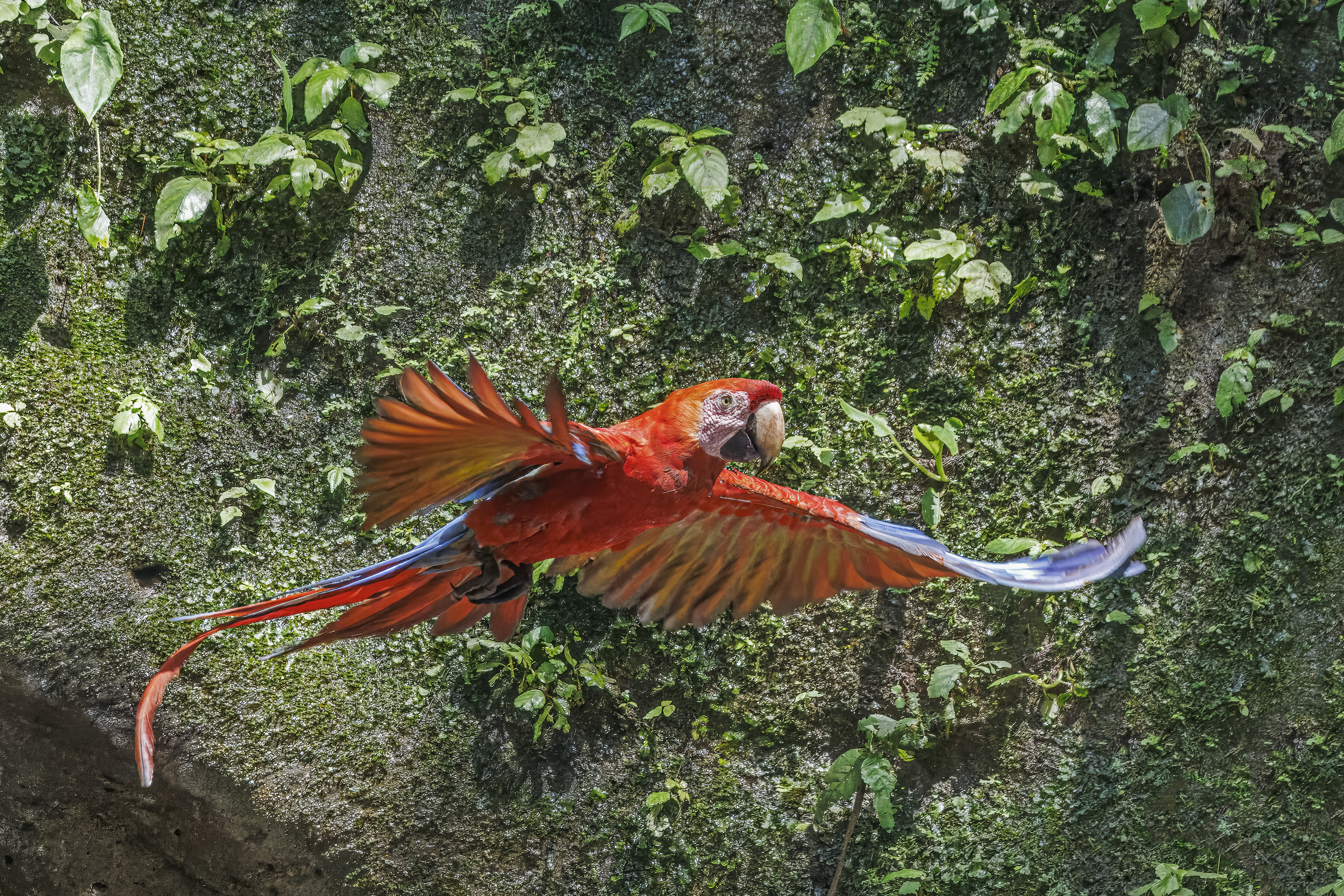 Belize Scarlet Macaw: Wild Ara macao macao in flight over Yasuní. Photo by Charles J. Sharp / CC BY-SA 4.0